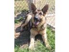 Adopt Scout D5145 a Black - with Tan, Yellow or Fawn German Shepherd Dog / Mixed