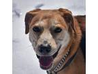 Adopt Bella a Tan/Yellow/Fawn Labrador Retriever / Mixed Breed (Medium) dog in