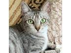 Adopt Martha a Domestic Mediumhair cat in King City, ON (38564342)