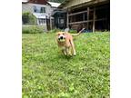 Adopt Roger a Blue Heeler dog in Colville, WA (38584726)