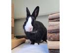 Adopt Buster a American / Mixed rabbit in West Vancouver, BC (38584619)