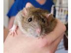 Adopt Baileys a Rat (short coat) small animal in Mankato, MN (38433609)