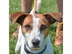 Adopt Jax a White - with Tan, Yellow or Fawn Foxhound / Jack Russell Terrier /