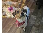 Adopt Snoopy ~ a Jack Russell Terrier / Mixed dog in Columbia, TN (38568367)