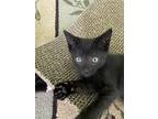 Adopt Mouse a All Black Domestic Shorthair / Mixed cat in Wilmore, KY (38598969)