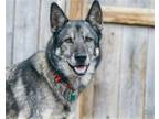 Adopt Saturn a Shepherd (Unknown Type) / Norwegian Elkhound / Mixed dog in Des