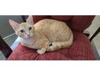 Adopt Ruffles a Domestic Shorthair / Mixed cat in Des Moines, IA (38585906)