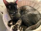 Adopt Minnie a Domestic Shorthair / Mixed cat in Minneapolis, MN (38546431)