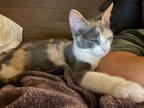 Adopt Daisy a Domestic Shorthair / Mixed cat in Minneapolis, MN (38546436)