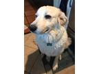 Adopt Wanda a White Great Pyrenees / Mixed dog in Hartford, CT (38562551)