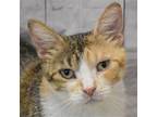 Adopt Jamie Lee Calico a Calico or Dilute Calico Calico / Mixed (short coat) cat