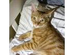 Adopt Cream Cheese a Orange or Red Tabby Domestic Mediumhair cat in Knoxville