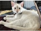 Adopt Azure a White Domestic Shorthair / Mixed (short coat) cat in Richardson