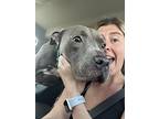 Adopt Outlaw a Gray/Silver/Salt & Pepper - with White American Staffordshire