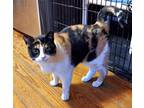 Adopt Lanie a Calico or Dilute Calico Domestic Shorthair / Mixed (short coat)