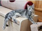 Adopt Harper a Domestic Shorthair cat in Arlington, TX (38326091)