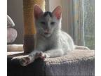 Adopt Sake a Gray or Blue (Mostly) Turkish Van / Mixed (short coat) cat in Los