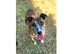 Adopt Ruby a Terrier (Unknown Type, Medium) / Mixed dog in Norman, OK (38482891)