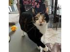 Adopt Tortie a Calico or Dilute Calico Domestic Shorthair / Mixed cat in Naples