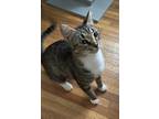 Adopt Z - Momma Dua a Brown Tabby Domestic Shorthair / Mixed (short coat) cat in