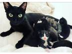 Adopt Brunch a All Black Domestic Shorthair / Mixed (short coat) cat in Phoenix