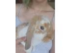 Adopt Bugs a Multi Mini Lop / Mixed rabbit in Fairfield, PA (38366330)