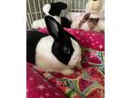 Adopt Duchess a Black Dutch / Mixed rabbit in Naples, FL (38322544)
