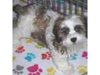 Shih-Poo Puppy for sale in Tucson, AZ, USA