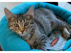 Adopt Dumplin a Gray, Blue or Silver Tabby Domestic Shorthair / Mixed (short