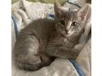 Adopt Kiwi a Gray or Blue (Mostly) Domestic Shorthair / Mixed (short coat) cat