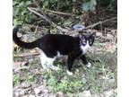 Adopt Fish a Black & White or Tuxedo Domestic Shorthair (short coat) cat in East
