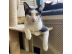 Adopt Butterhead a Black & White or Tuxedo Domestic Shorthair / Mixed cat in