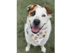 Adopt Leche a White - with Brown or Chocolate Boxer / Siberian Husky / Mixed dog