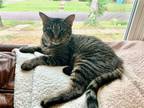 Adopt ChaCha a Gray, Blue or Silver Tabby Domestic Shorthair / Mixed (short