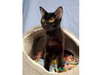 Adopt Ember a All Black Domestic Shorthair / Mixed (short coat) cat in