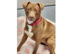 Adopt Trixie a Vizsla / Mixed dog in Greenville, IL (38367241)