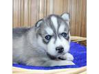 Siberian Husky Puppy for sale in Evans, WA, USA