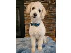 Adopt Chilo a White Poodle (Toy or Tea Cup) / Mixed dog in Escondido