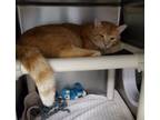 Adopt Leon Michael a Orange or Red Tabby Domestic Longhair (long coat) cat in