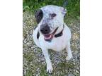 Adopt Piper a White - with Black Labrador Retriever / Pointer / Mixed dog in St