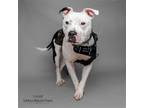 Adopt Sienna a Mixed Breed (Medium) / Mixed dog in Mcclellanville, SC (38468213)