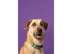 Adopt Tigger - Kitchener a Brown/Chocolate Mixed Breed (Large) / Mixed dog in