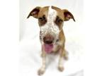 Adopt Mike a Tan/Yellow/Fawn Labrador Retriever / Terrier (Unknown Type