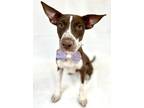 Adopt Max a Brown/Chocolate Labrador Retriever / Terrier (Unknown Type