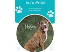 Adopt Mason a Black American Staffordshire Terrier / Mixed dog in Savannah