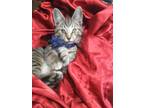 Adopt Skylar a Brown Tabby Domestic Shorthair / Mixed (short coat) cat in