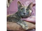 Adopt Misha a Tortoiseshell Domestic Shorthair / Mixed (short coat) cat in