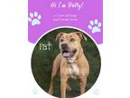 Adopt Patty a Tan/Yellow/Fawn American Pit Bull Terrier / Mixed dog in Savannah