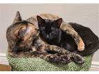 Adopt Tesla a Tortoiseshell Domestic Shorthair / Mixed (short coat) cat in