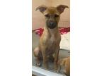 Adopt Lennon a Tan/Yellow/Fawn Boxer / Labrador Retriever / Mixed dog in Morton